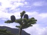 オオシラビソ (亜高山帯)