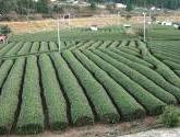 段丘の茶畑