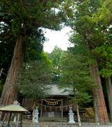 浅間神社の鳥居杉の写真