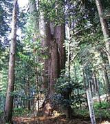 津島神社の五本杉の写真