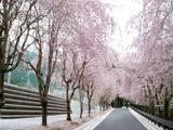 徳山の枝垂れ桜・桃沢の桜の写真