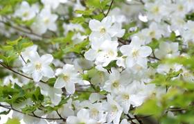 Shiroyashio (Goyo Tsutsuji) Five-leaf deciduous azalea