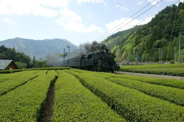 茶畑風景の写真1