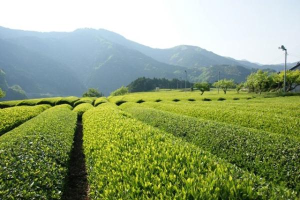 茶畑風景の写真5