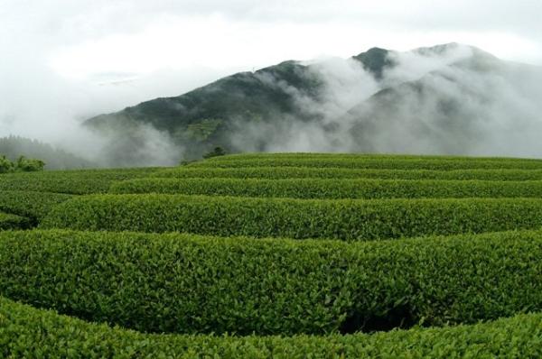 茶畑風景の写真16