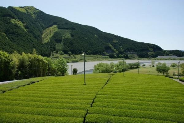 茶畑風景の写真18