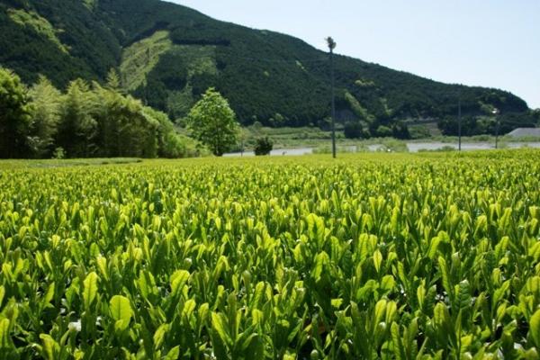 茶畑風景の写真19