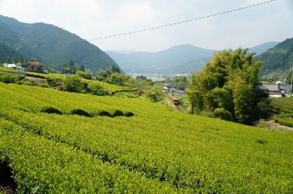 茶畑風景の写真29