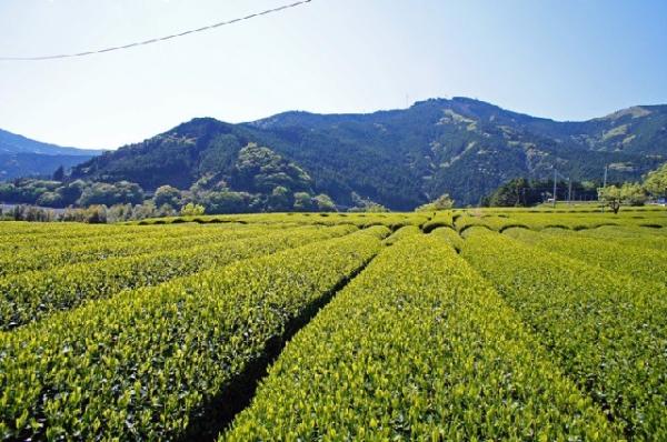 茶畑風景の写真32