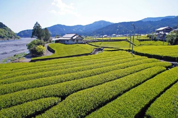 茶畑風景の写真36