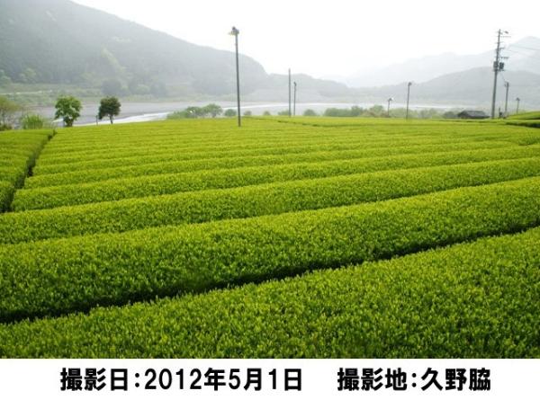 茶畑風景の写真47