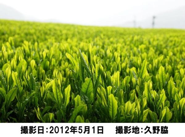 茶畑風景の写真48