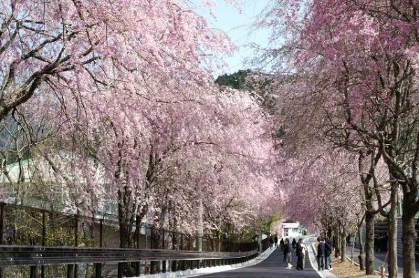 徳山の枝垂れ桜の写真1
