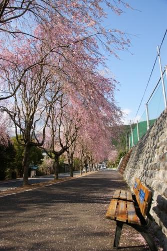 徳山の枝垂れ桜の写真2