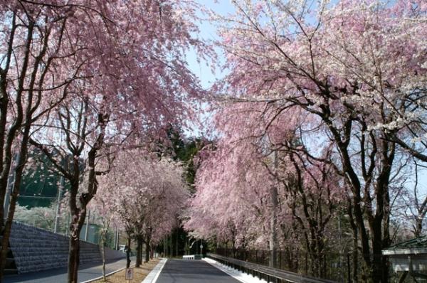 徳山の枝垂れ桜の写真3