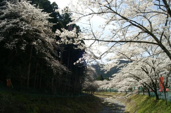 徳山桃沢の桜の写真1