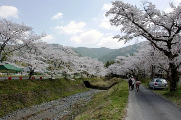 徳山桃沢の桜の写真2