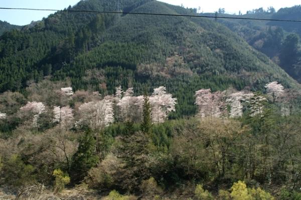 もりのいずみ（八木）の山桜の写真1
