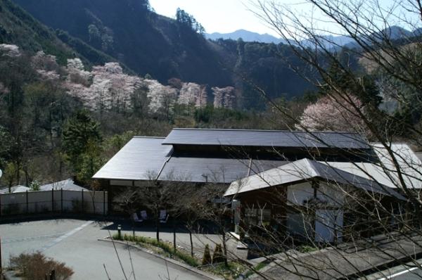 もりのいずみ（八木）の山桜の写真2