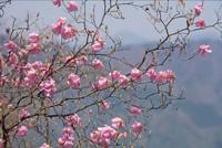 木に咲くアカヤシオの花の写真1