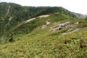 Primeval forest at the head of the Oigawa River