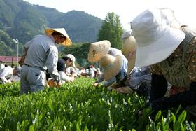 茶畑で茶葉を収穫している様子の写真