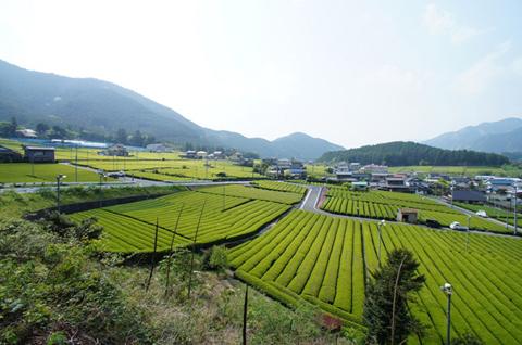 茶畑の写真