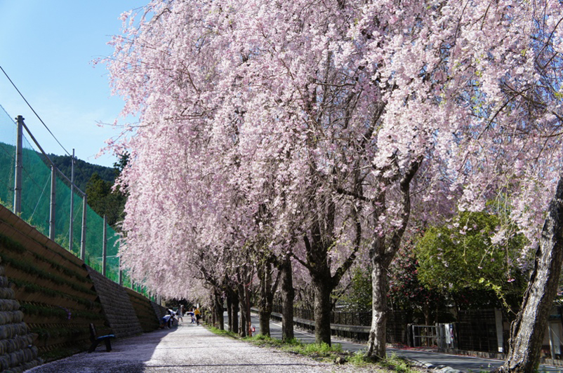 徳山のしだれ桜の写真1
