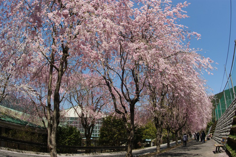 徳山のしだれ桜の写真3