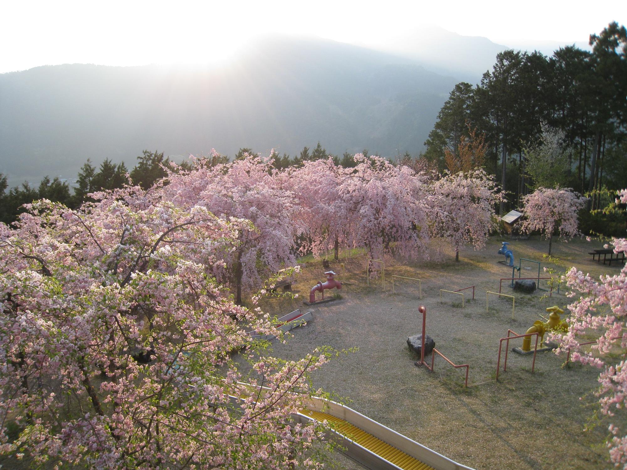 知者の丘公園_桜