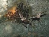 モモジロコウモリ （絶滅危惧2類）