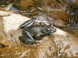 カジカガエル （準絶滅危惧）