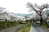 桜の写真2
