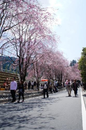 徳山桜まつり（2012年）の写真5