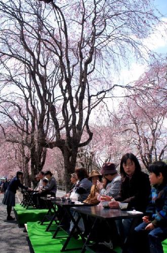 徳山桜まつり（2012年）の写真7