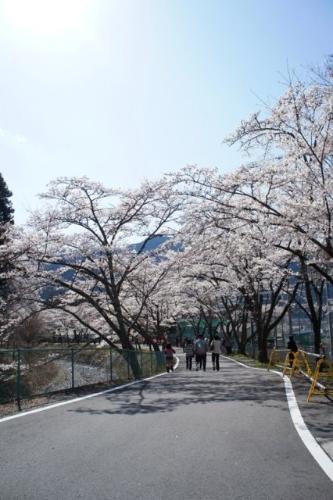 徳山桜まつり（2012年）の写真8