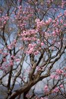 木に咲くアカヤシオの花の写真2