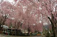 桜の写真1