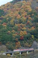 紅葉 見ごろの写真3