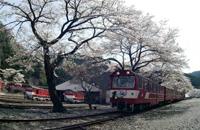 桜と電車の写真
