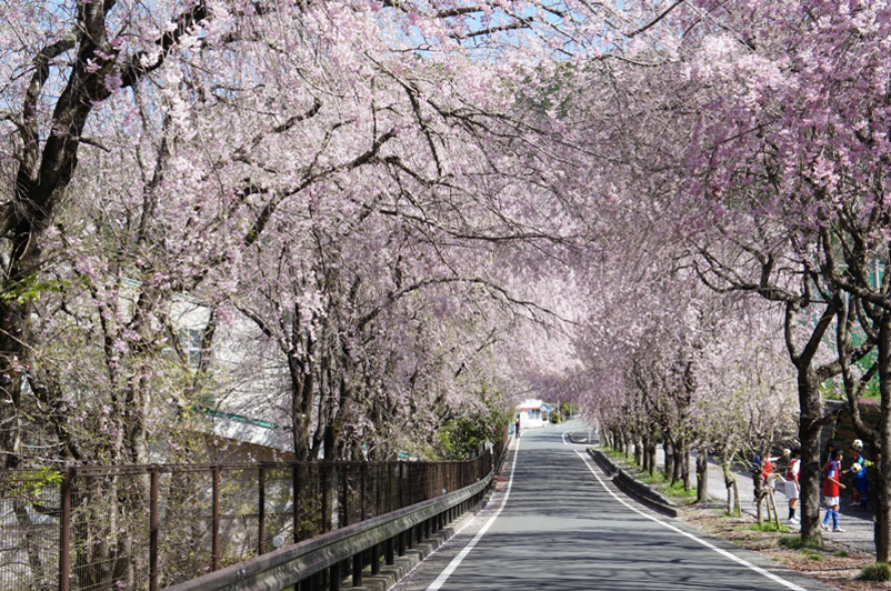 Tokuyama weeping cherry trees