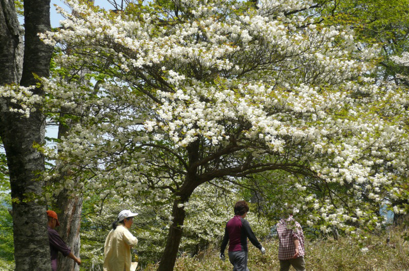 Shiroyashio (Goyo Tsutsuji) Five-leaf deciduous azalea