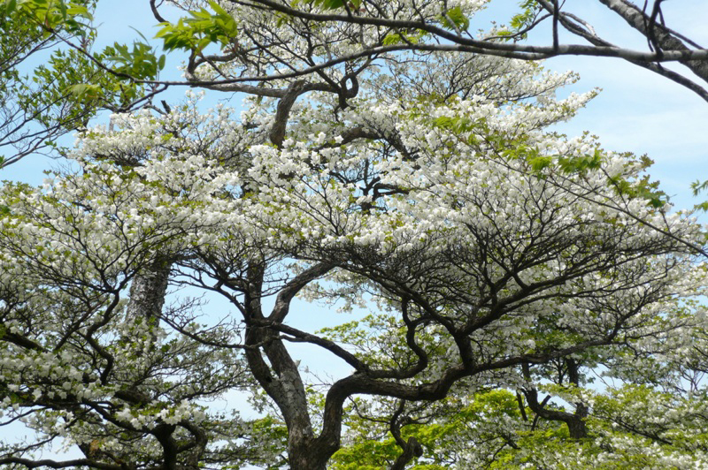 Shiroyashio (Goyo Tsutsuji) Five-leaf deciduous azalea