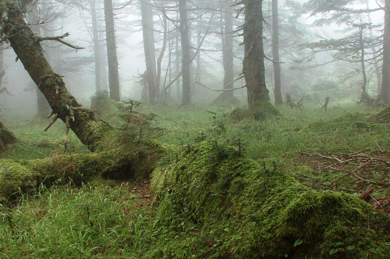 Primeval forest at the head of the Oigawa River